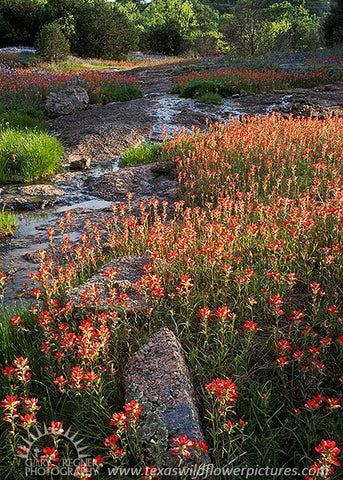 Nearctic Granite Paintbrush