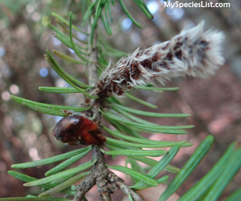 Arthropodal Spruce Mouse